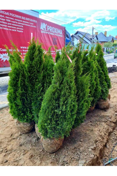 Туя Смарагд с насыщенно-зеленой густой хвоей.